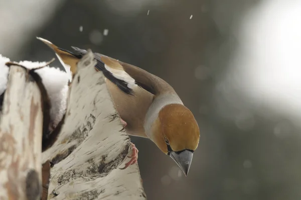 Malerischer Blick Auf Schöne Süße Finkenvogel — Stockfoto