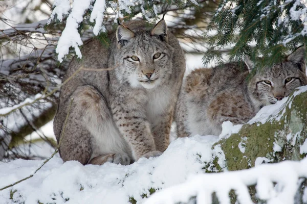 Lynx Katachtige Roofdier Grote Kat — Stockfoto