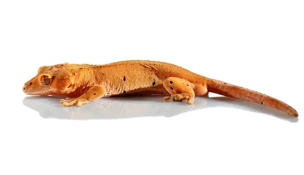 Ящерица Рептилия Геккон Тропическое Животное — стоковое фото
