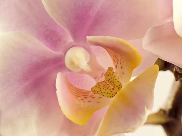 Naturlig Orkidé Blomma Flora Växt — Stockfoto