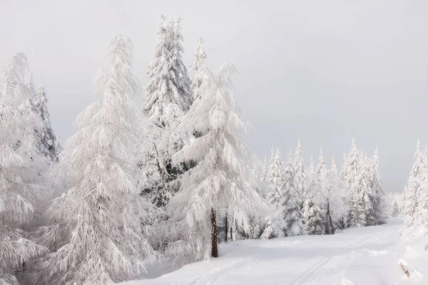 Malebný Pohled Zasněženou Zimní Krajinu — Stock fotografie