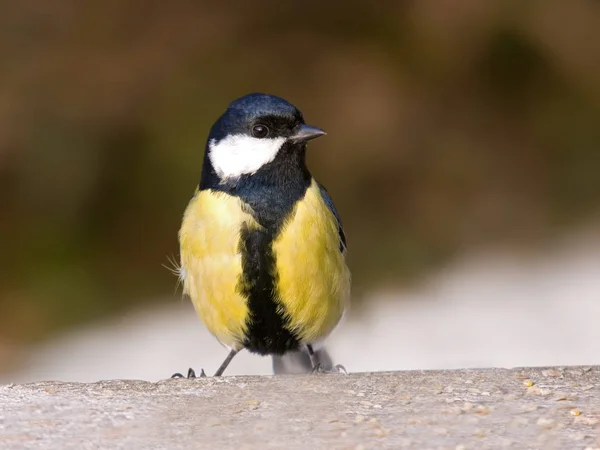 Malerische Ansicht Der Schönen Meise Vogel — Stockfoto