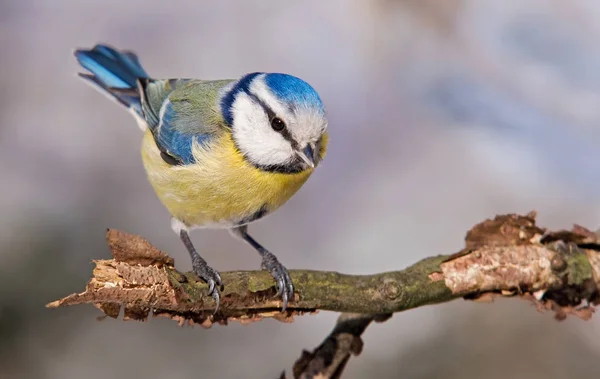 Pittoresker Vogel Themenschuss — Stockfoto