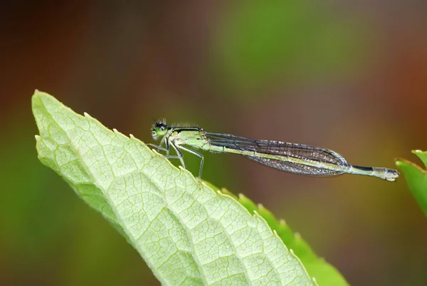 Primo Piano Macro Vista Insetti Libellula — Foto Stock