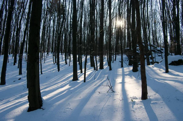 Las Zimowy Drzewami Drewno Pokryte Śniegiem — Zdjęcie stockowe