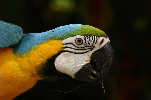 Pittoresker Vogel Themenschuss — Stockfoto