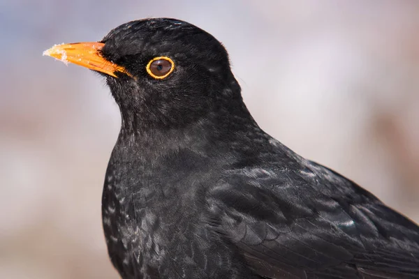 Sångfågel Ornitologi Och Fauna — Stockfoto