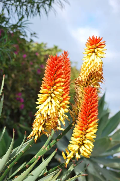 Tropical Plant Aloe Vera — Stock Photo, Image