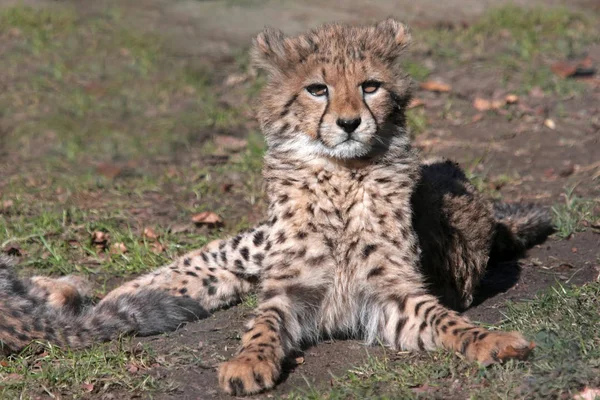 Gros Plan Jeune Guépard — Photo