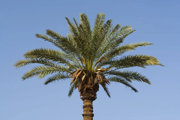 Alte Palme Ägypten — Stockfoto