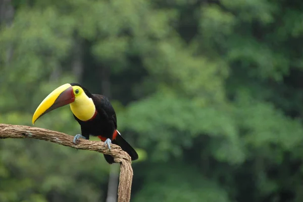 Picturesque Bird Theme Shot — Stock Photo, Image