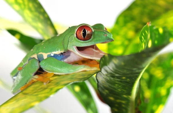 Amphibian Animal Wild Frog — Stock Photo, Image