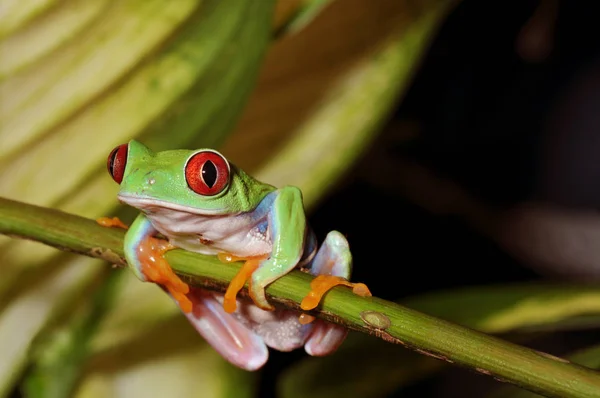 Rana Animal Estanque Anfibios — Foto de Stock