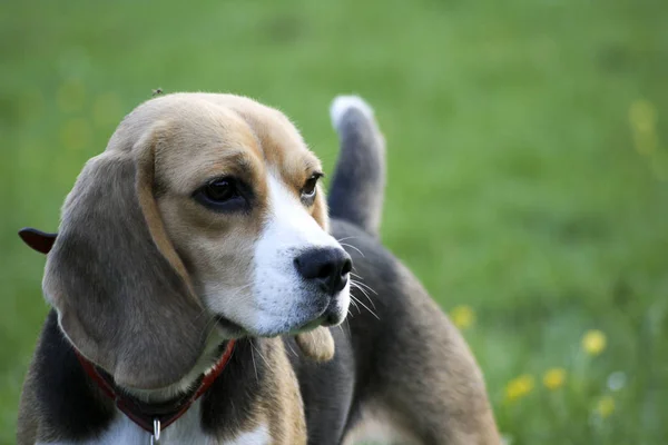 Retrato Lindo Adorable Perro Beagle — Foto de Stock