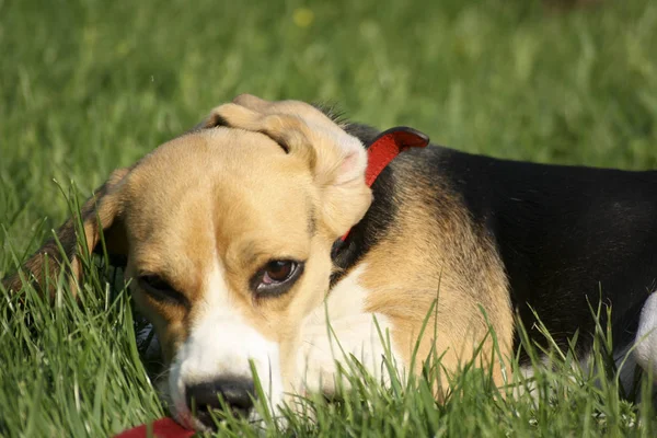 Portret Van Schattig Schattig Beagle Hond — Stockfoto