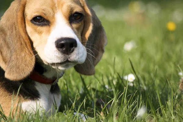 可愛くて愛らしいビーグル犬の肖像画 — ストック写真