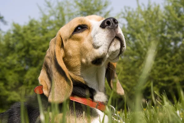 Portret Van Schattig Schattig Beagle Hond — Stockfoto