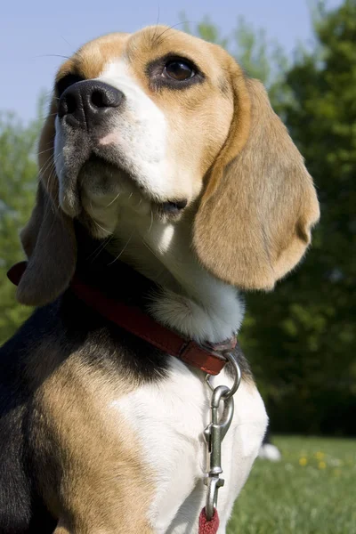 Portret Van Schattig Schattig Beagle Hond — Stockfoto
