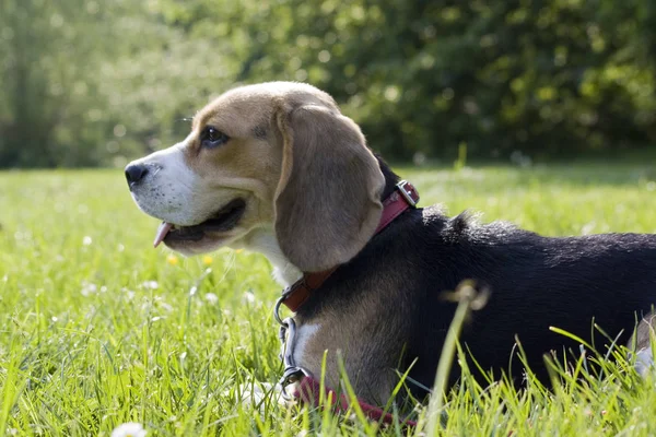 Portret Van Schattig Schattig Beagle Hond — Stockfoto