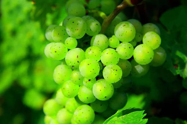 Racimos Uvas Vides Agrícolas Uvas — Foto de Stock