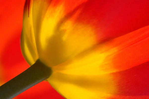 Vakre Vårtulipanblomster Flora – stockfoto