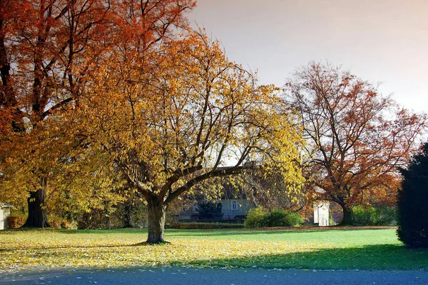 Árbol Pequeño Con Follaje Amarillo Parque —  Fotos de Stock