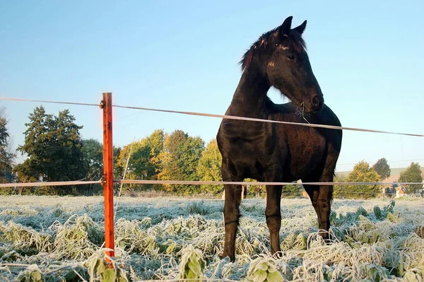 Schwarzes Pferd Hinter Dem Zaun — Stockfoto