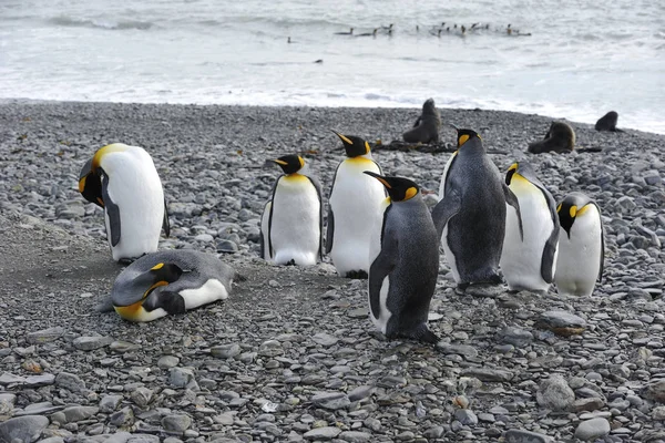 Kung Pingvin Vild Natur — Stockfoto