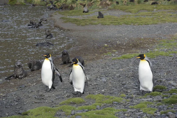 Aranyos Pingvinek Vad Természetben — Stock Fotó