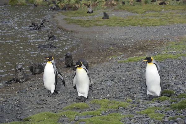 Pingouins Tuberculés Nature Sauvage — Photo