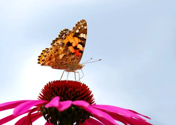 Schöne Blumen Blumiges Konzept Hintergrund — Stockfoto