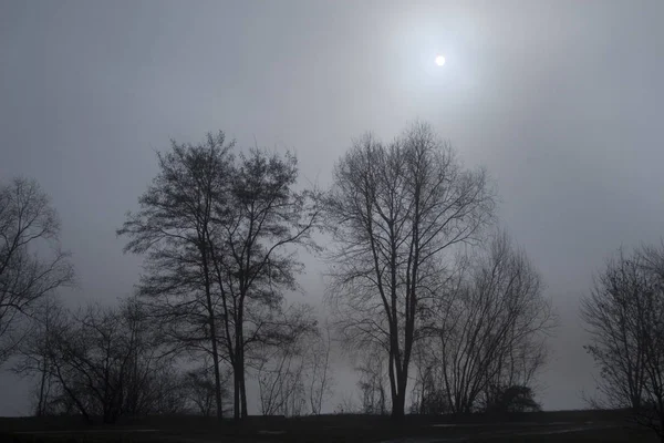 Naturbäume Umwelt Und Botanik — Stockfoto