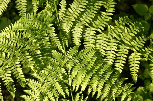 Зелене Листя Ботанічна Флора — стокове фото