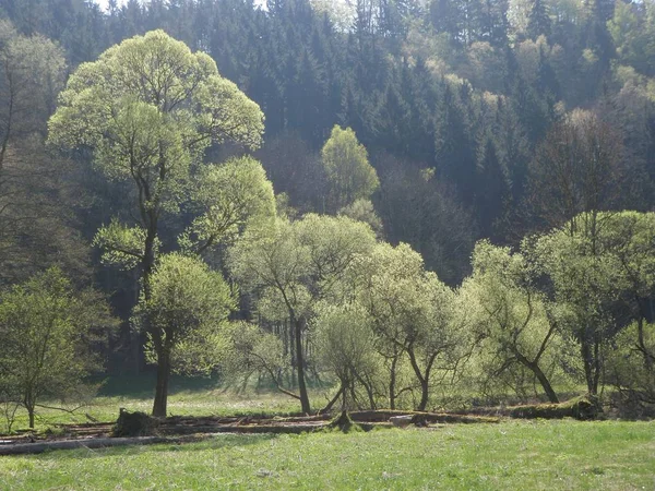 Krajina Stromy Zelená Tráva — Stock fotografie