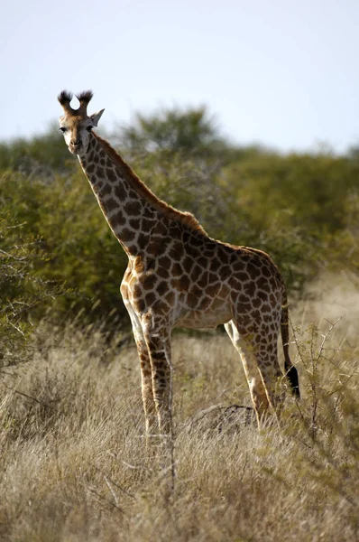 Magas Zsiráf Állat Afrikai Növényevő Emlős — Stock Fotó