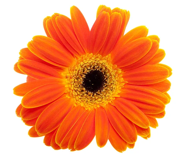 Gerbera Bloemblaadjes Flora — Stockfoto