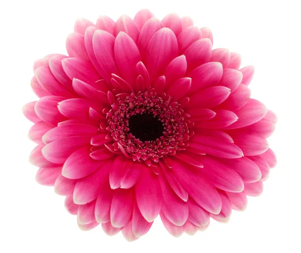 Gerbera Pétales Fleurs Flore — Photo