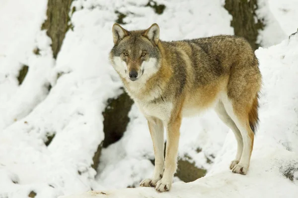 Vlk Stojící Sněhu Canis Lupus — Stock fotografie