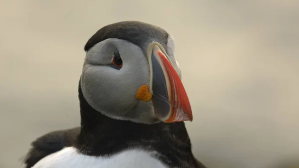 Vista Cênica Belo Pássaro Puffin Natureza — Fotografia de Stock