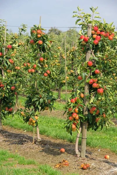 Μήλο Στο Δέντρο Μήλο Στο Δέντρο — Φωτογραφία Αρχείου