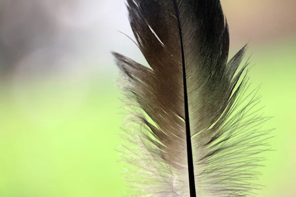 Scenic View Beautiful Bird Nature — Stock Photo, Image