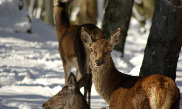 Nature Wildlife Fallow Deer — Stock Photo, Image