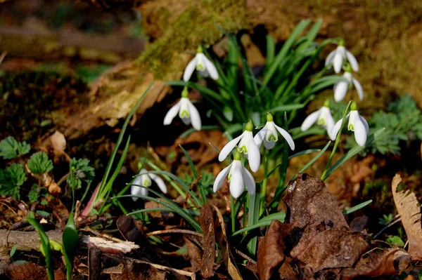 Spring Snowdrop Flowers Flora — Stock Photo, Image