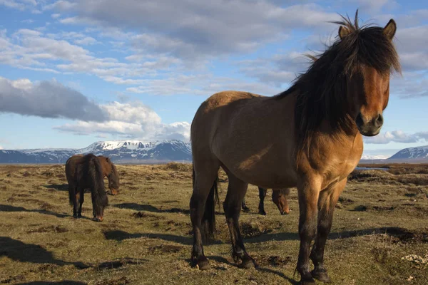 풍경으로 정의되는 아이슬란드 — 스톡 사진