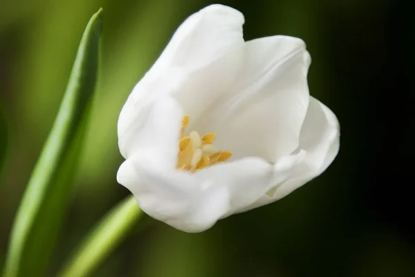 Fiori Tulipano Petali Flora Primaverile — Foto Stock