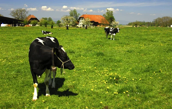 スイスの農家の前の牧草地にある牛は — ストック写真