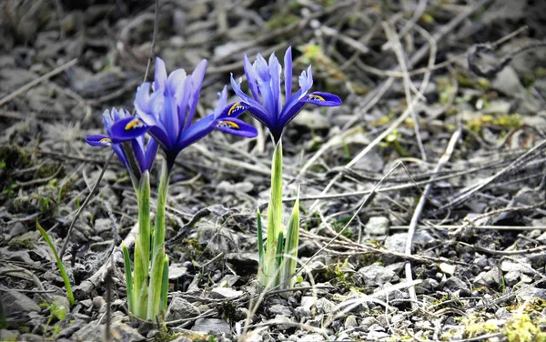春にはクロッカスの花が咲き — ストック写真