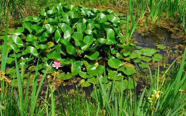 Schöne Botanische Aufnahme Natürliche Tapete — Stockfoto