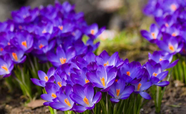 Timsahlar Çiçek Açan Doğa Bahar Çiçekleri — Stok fotoğraf