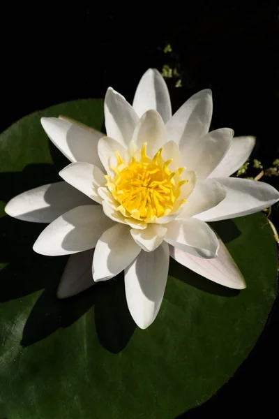 Waterlily Pond Flower Petals Lotus — Stock Photo, Image